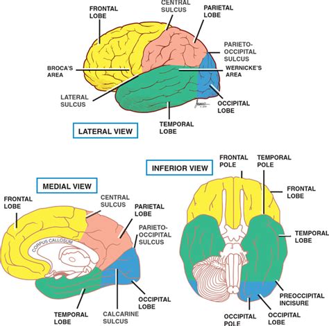 Cerebral Cortex | Neupsy Key