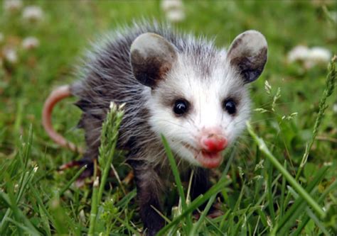 Virginia Opossum (Didelphis virginiana) | The Lodge on Little St ...