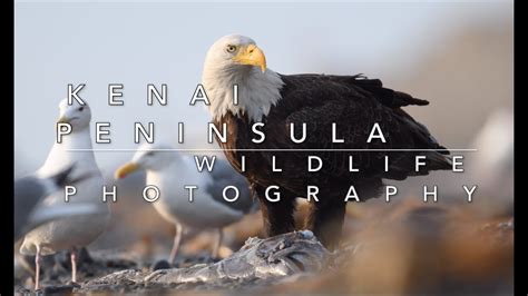 Wildlife Photography On The Kenai Peninsula In Alaska - YouTube