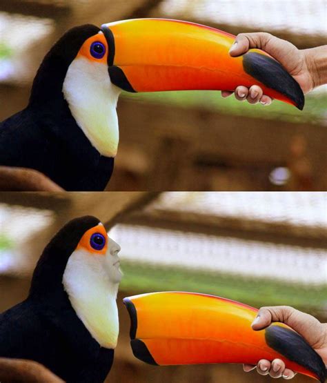 Toucan Beak | /r/Hmmm | Know Your Meme