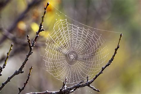 File:Spider web with dew drops03.jpg - Wikipedia