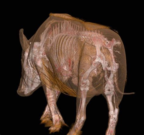 Boar Anatomy Photograph by Anders Persson, Cmiv - Pixels