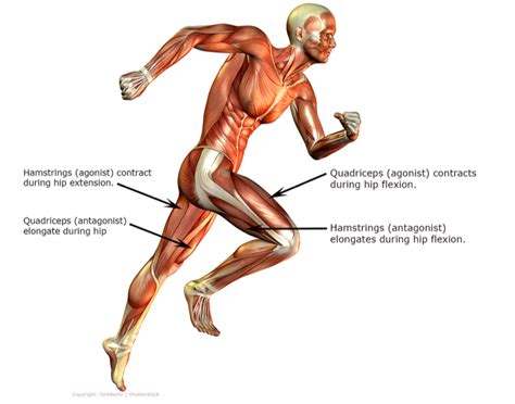 8 EXERCISES TO CORRECT QUAD DOMINANCE