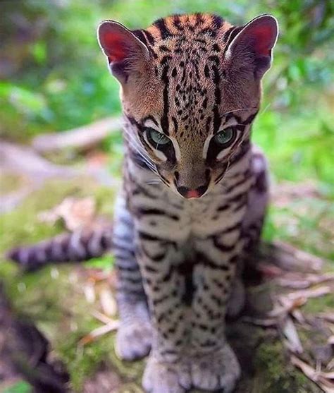 Pin by Vera Laporta on Felinos | Cute animal photos, Cute baby animals ...