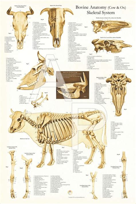 Cow Bovine Skeletal Veterinary Anatomy Poster 24" X 36" Wall Chart