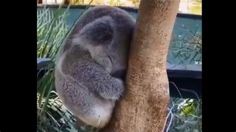 Baby koala sleeps while clutching a tree, video steals hearts | Trending - Hindustan Times