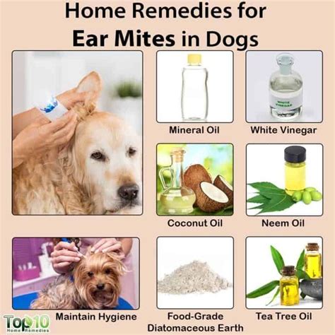 Home Remedies for Ear Mites in Dogs | Top 10 Home Remedies | Dog remedies, Natural health ...