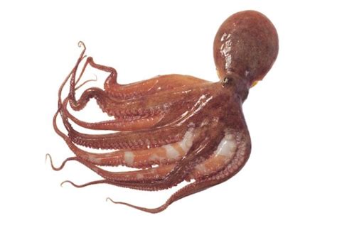 Octopus Anatomy