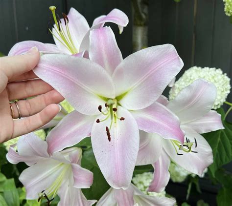 Lilies 🌸🌱 Majestic blooms of timeless elegance