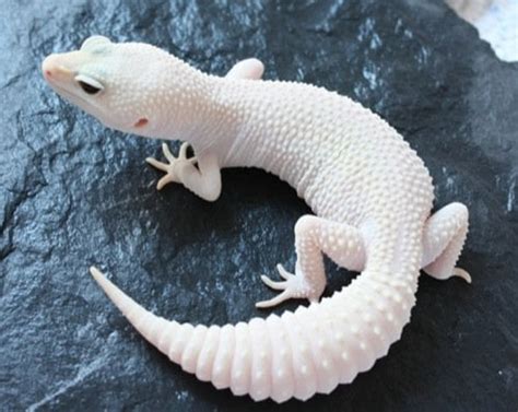 The rare albino Gecko : pics