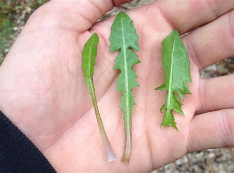 Foraging for Dandelions, Wild Lettuce, and Edible Wild Lookalikes ...