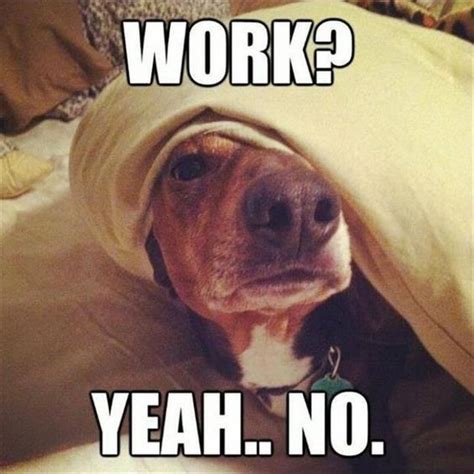 A funny dog | Work humor, Funny pictures, Funny animal pictures