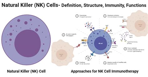 Natural Killer (NK) Cells- Definition, Structure, Immunity, Functions