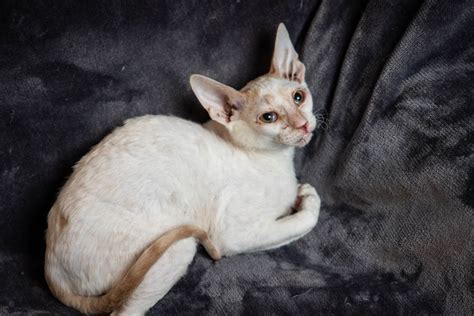 Cornish Rex Kittens for Sale, Makin Waves Rex, Cornish Rex Minnesota