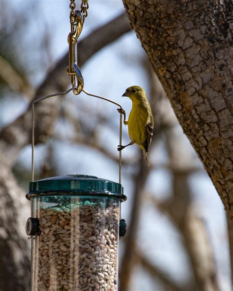 Goldfinch On Feeder Free Stock Photo - Public Domain Pictures