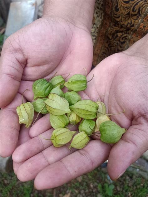 Ciplukan Fruit, Herbal Plants from Indonesia Stock Image - Image of ...