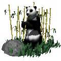 Pandas: Animated Images, Gifs, Pictures & Animations - 100% FREE!