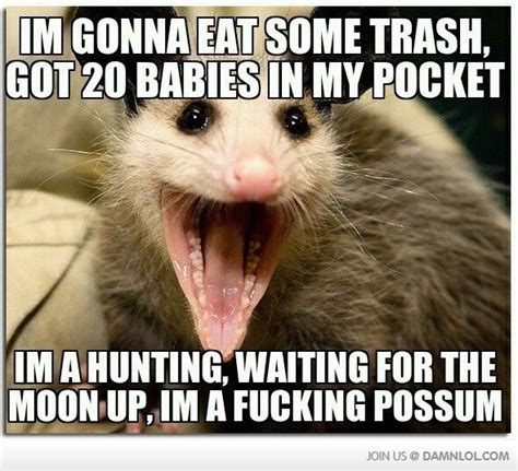 Im A F*cking Possum! | Humor, Laugh, Funny pictures