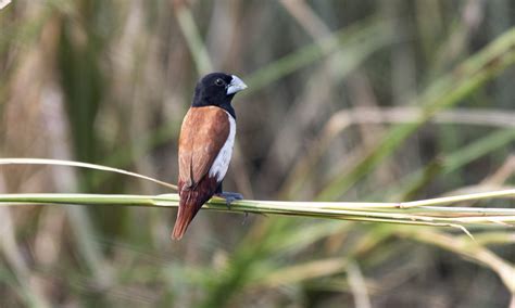 Munia Bird on the Grass - PixaHive