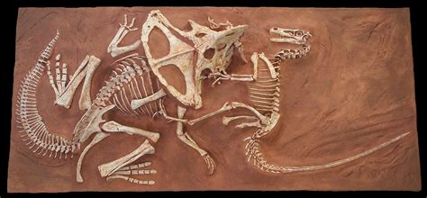 Velociraptor & Protoceratops Fighting Dinosaurs | Gaston Design, Inc.