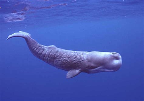 Sperm whales have names for each other | Toronto Star