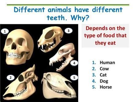 teeth compare species - Google Search | Teeth, Types of food, Species