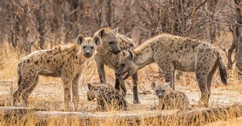 Hyena Birth: What Makes It So Unique? - A-Z Animals