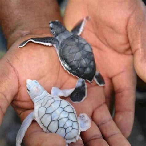 Albino Turtles are extremely rare! Baby Sea Turtles, Cute Turtles ...