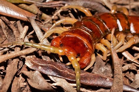 Yep, bird-eating centipedes exist - Australian Geographic