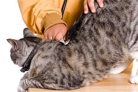 Cat Health stock image. Image of veterinarian, pretend - 10046375