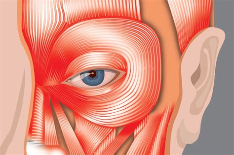 Illustration of eye muscles | Science illustration, Scientific ...