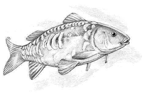 Carp Drawing Free Download - Carp Drawing | Arte antiguo, Peces dibujos, Arte