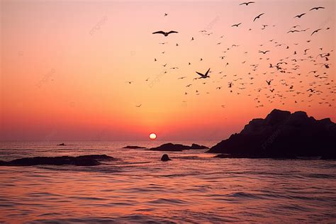 Birds Flying In A Sky Above The Ocean Background, Geomundo Island ...