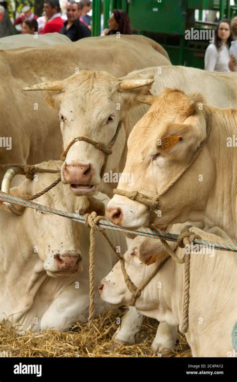 Charolais or Charolaise cattle at a village show in Allemans-du-Dropt ...