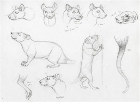 Rat Anatomy Practice by trik-s on DeviantArt