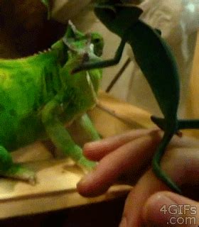 Iguana Falling GIF - Find & Share on GIPHY