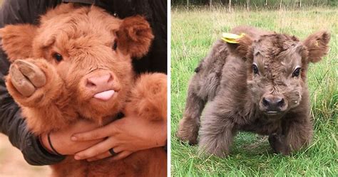 If You Ever Feel Sad, These 50 Highland Cattle Calves Will Make You Smile | Bored Panda