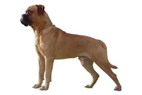 Perro Bullmastiff (Carácter, Alimentación, Cuidados)