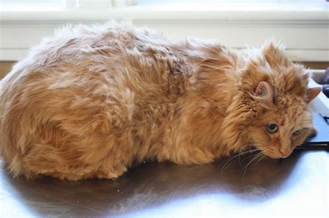 How To Remove Hair Mats In Cats at henrydgilbert blog