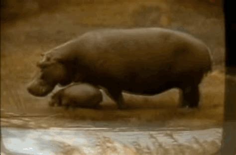 Hippo GIF - Find & Share on GIPHY