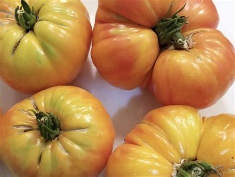 Big Rainbow Tomato Seeds | Heirloom | Organic | Tim's Tomatoes