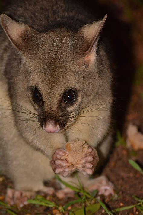 possums in the park Australia. | Australian native animals, Mammals ...