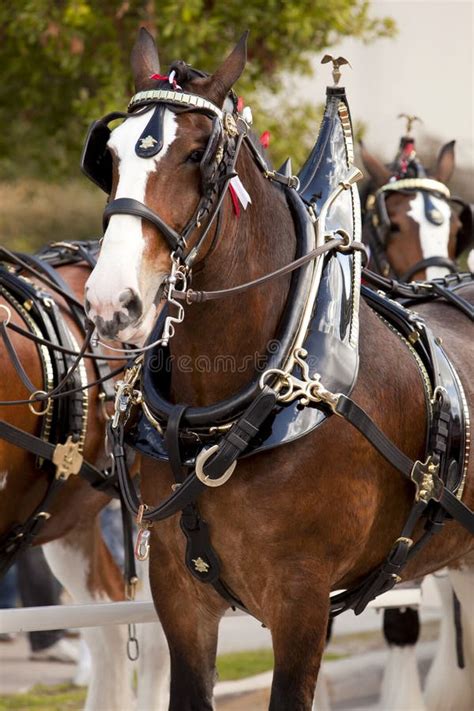 Budweiser Clydesdale Horses Editorial Image - Image of clydesdale ...