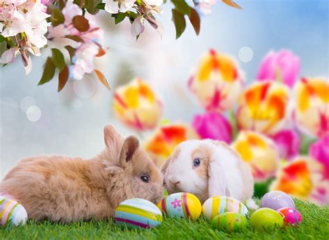 HD wallpaper: two white and brown rabbits, eggs, Easter, Easter eggs, happy easter | Wallpaper Flare