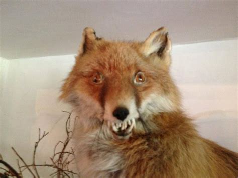 Bad Taxidermy Fox