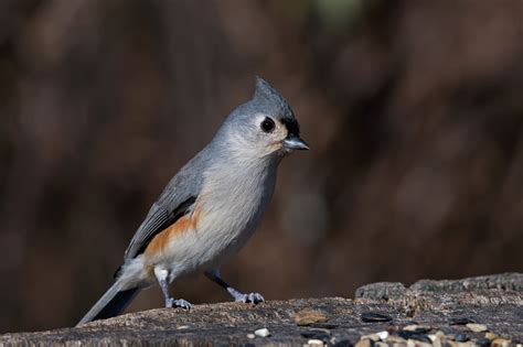 Bird Cam - Lancaster Conservancy