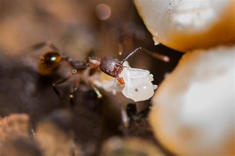 Ant carries another ant pupa in its jaws : natureismetal