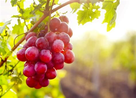 Candy Hearts Grapes - Minneopa Orchards