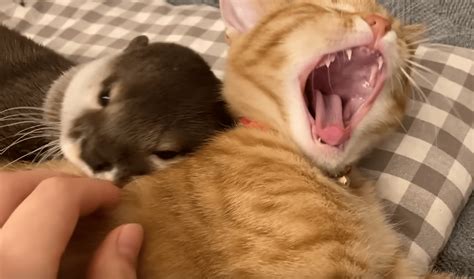 Baby Otter Cuddles With Her Kitten Friend Every Night So She Can Sleep ...