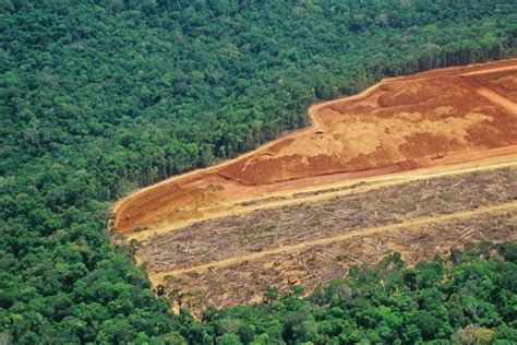 11 Amazon Rainforest Deforestation Facts to Know About | Earth.Org